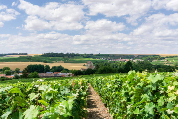 istock Row vine grape in champagne vineyards at montagne de reims. 1281811277