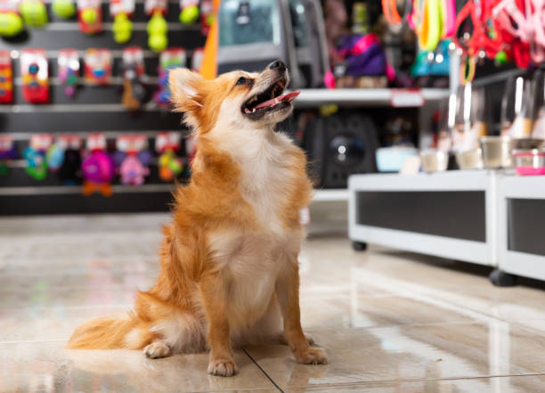 istock Puppy walking in pet shop 1281811455