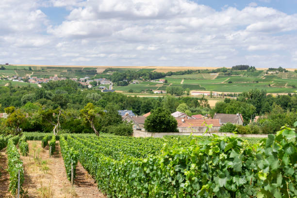 istock Row vine grape in champagne vineyards at montagne de reims. 1281811584
