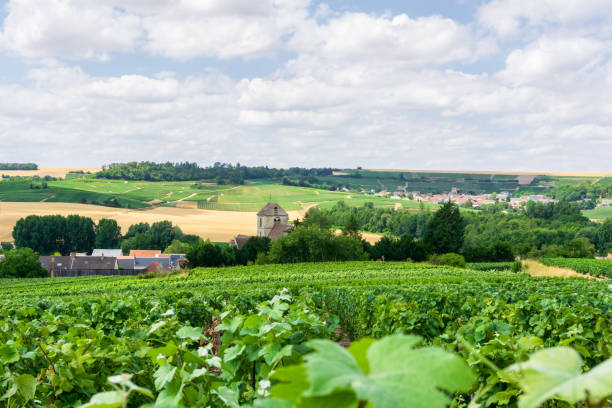 istock Row vine grape in champagne vineyards at montagne de reims. 1281811619