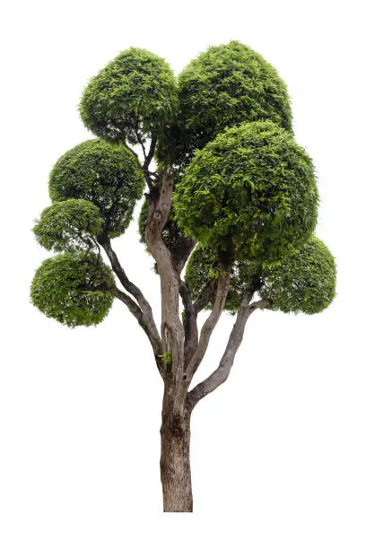 Photo of Close-Up of bonsai tree against isolated on white background. Tamarind tree bending