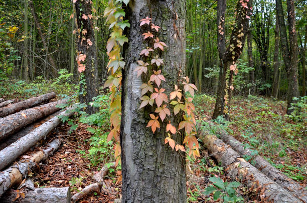 kletterpflanzen wachsen und färben die blätter im herbst. highlights die schönheit der drahtzäune, stützmauern, pergolen und gartenhaus, gitter. sie können wachsen, wo immer sie sind unterstützung creeper - urban growth audio stock-fotos und bilder