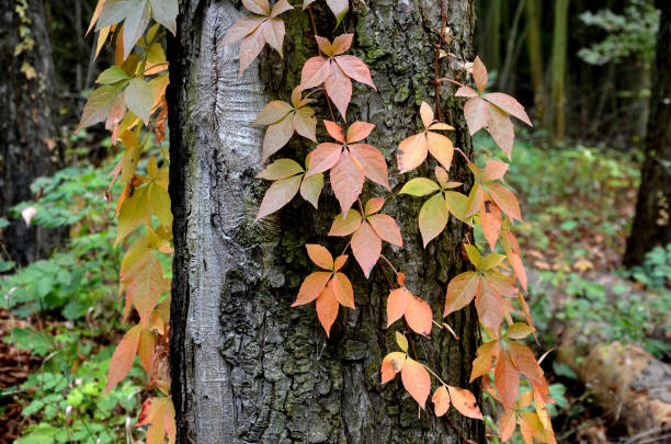 kletterpflanzen wachsen und färben die blätter im herbst. highlights die schönheit der drahtzäune, stützmauern, pergolen und gartenhaus, gitter. sie können wachsen, wo immer sie sind unterstützung creeper - urban growth audio stock-fotos und bilder