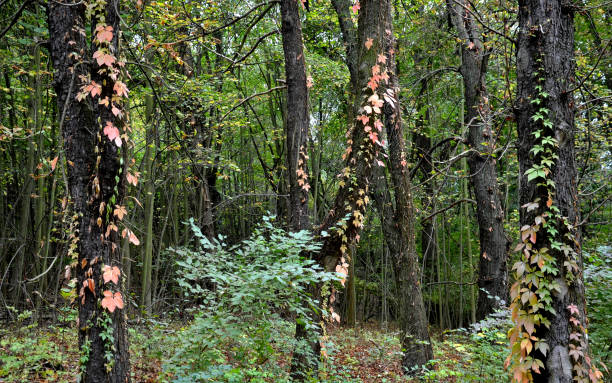 kletterpflanzen wachsen und färben die blätter im herbst. highlights die schönheit der drahtzäune, stützmauern, pergolen und gartenhaus, gitter. sie können wachsen, wo immer sie sind unterstützung creeper - urban growth audio stock-fotos und bilder