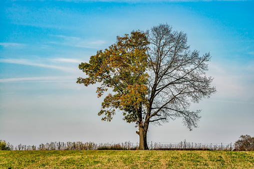 Rural tree in farm field which is half in leaf and half appears to be dead.