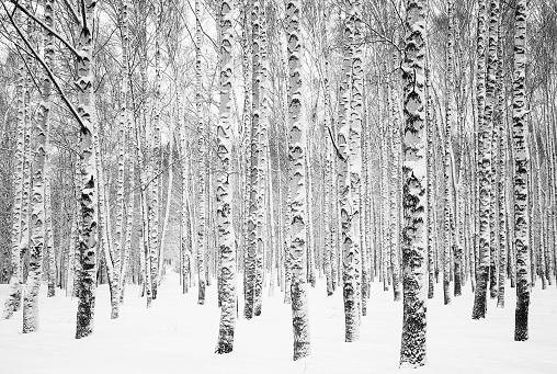 Birch trunks covered with snow in white snowdrifts black and white