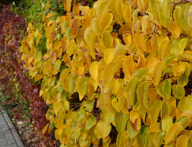 kletterpflanzen wachsen und färben die blätter im herbst. highlights die schönheit der drahtzäune, stützmauern, pergolen und gartenhaus, gitter. sie können wachsen, wo immer sie sind unterstützung creeper - urban growth audio stock-fotos und bilder