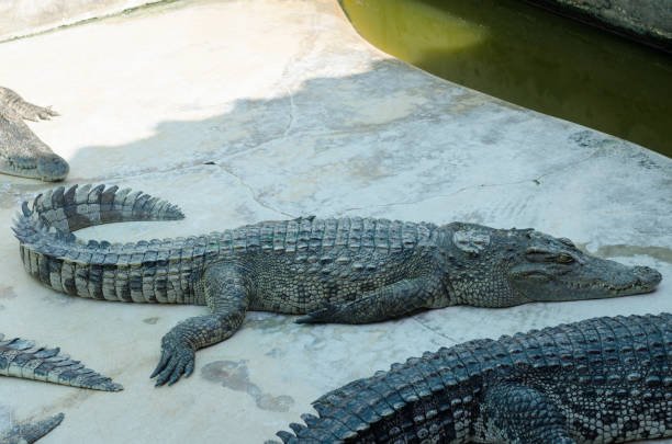 istock Amphibian prehistoric crocodile. 1281815673