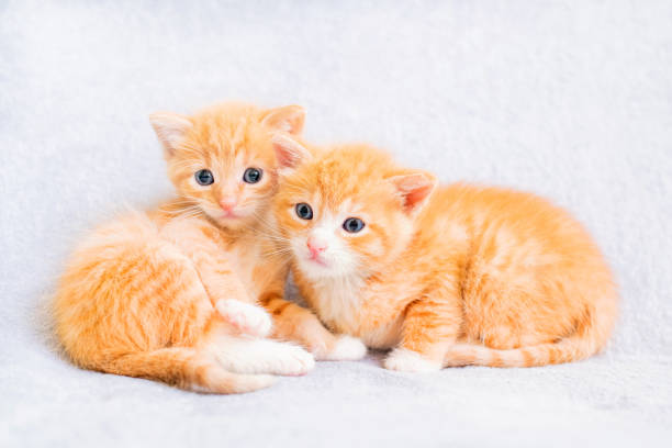 istock two small ginger kittens are playing on a white soft blanket 1281818114