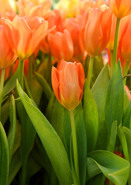 istock Wonderful Tulips Orange Emperor close up 1281820010