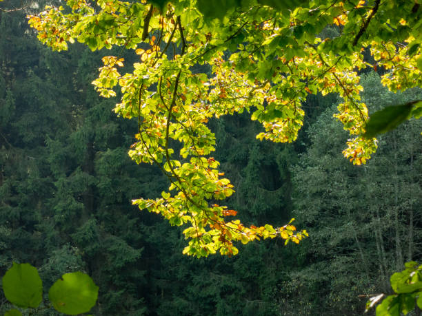 istock Autumn leaves in the backlight 1281821276