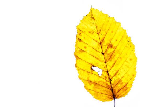 istock Colorful autumn leaf on a white background 1281821656