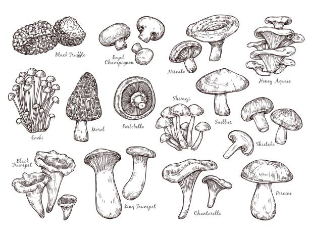 ilustraciones, imágenes clip art, dibujos animados e iconos de stock de bosque setas bosque bosque bosque. plantas vintage, seta de grabado. chanterelle shiitake champignon aislado, sabroso conjunto de vectores de ingredientes de cocina - edible mushroom illustrations