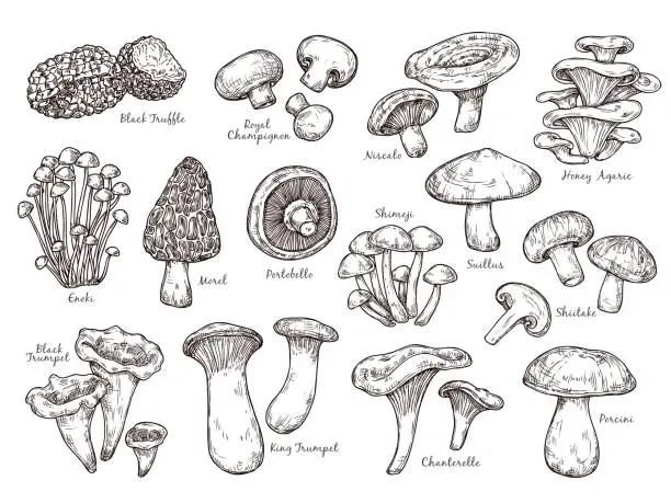 Vector illustration of Forest mushrooms sketch. Vintage plants, engraving mushroom. Isolated chanterelle shiitake champignon, tasty cooking ingredient vector set