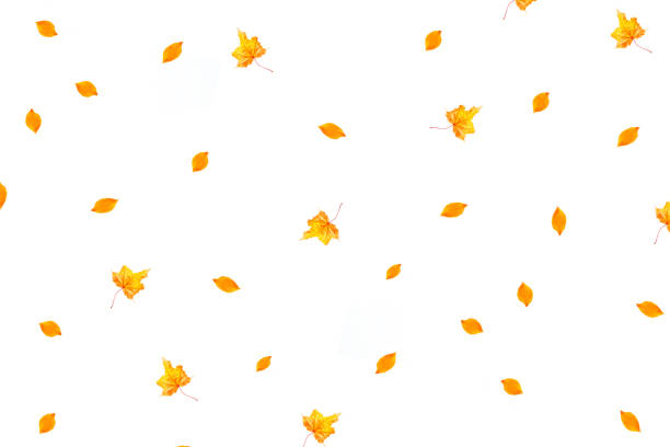 istock autumn bright colorful leaves. 1281822055