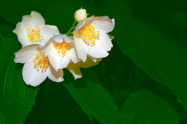 istock jasmine. The branch delicate spring flowers. 1281822082