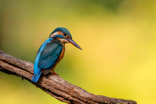 istock Common European Kingfisher sitting on a branch 1281822114
