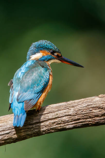 istock Common European Kingfisher sitting on a branch 1281822148