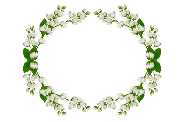 istock jasmine. The branch delicate spring flowers. 1281822161
