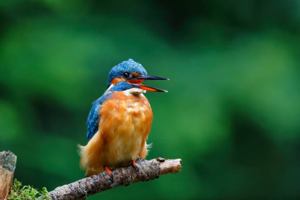 istock Common European Kingfisher sitting on a branch 1281822172