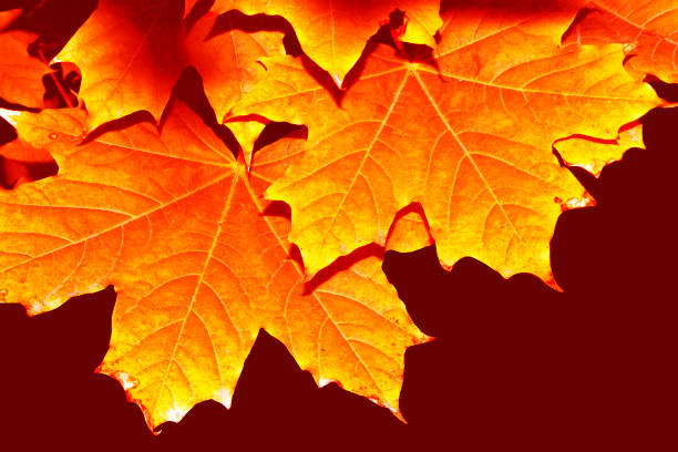 autumn landscape with bright colorful leaves. Indian summer. foliage.