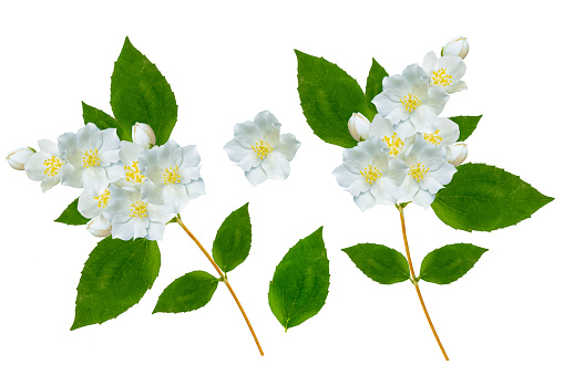 branch of jasmine flowers isolated on white background. Beautiful flowering plant
