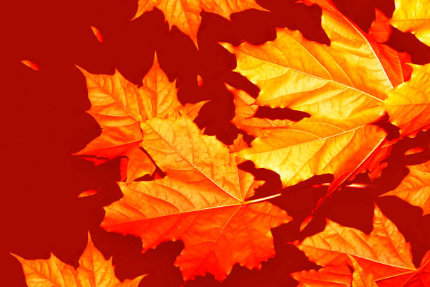 istock autumn bright colorful leaves. 1281822241