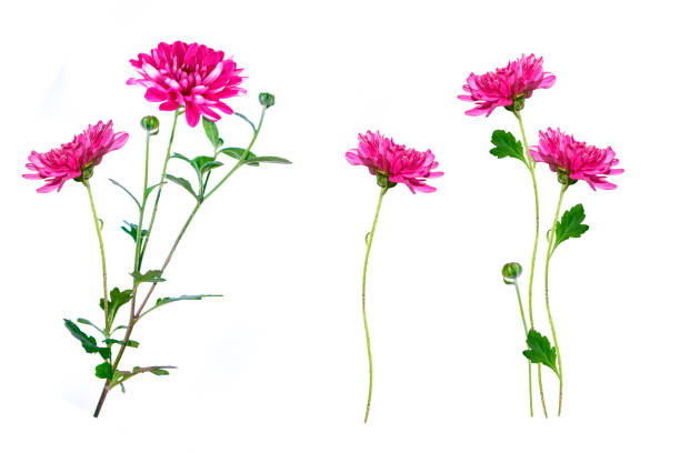 istock autumn flowers of chrysanthemum 1281822305