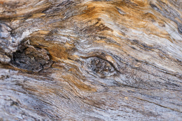 istock Dry Wood - Vintage Texture 1281823425