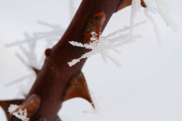 istock Frozen thorns plant covered with ice crystals 1281824090