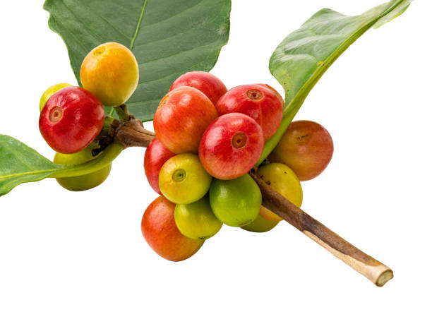 istock Bunch of coffee fruit with leaf isolated on white background with clipping path. 1281826248