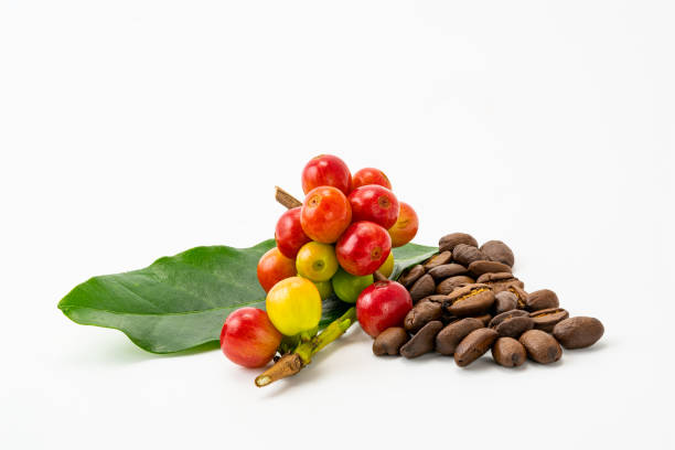 bouquet de fruits de café arabica avec la feuille verte et le tas de grains de café torréfiés sur le fond blanc avec le chemin de découpage. - textured nobody close up seed photos et images de collection