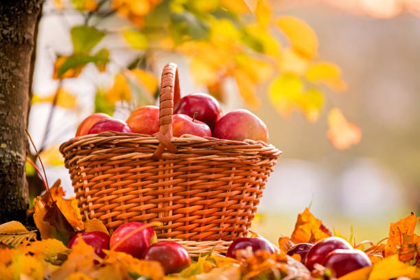 istock basket of red apples stands under tree among fallen yellow leaves. 1281826284