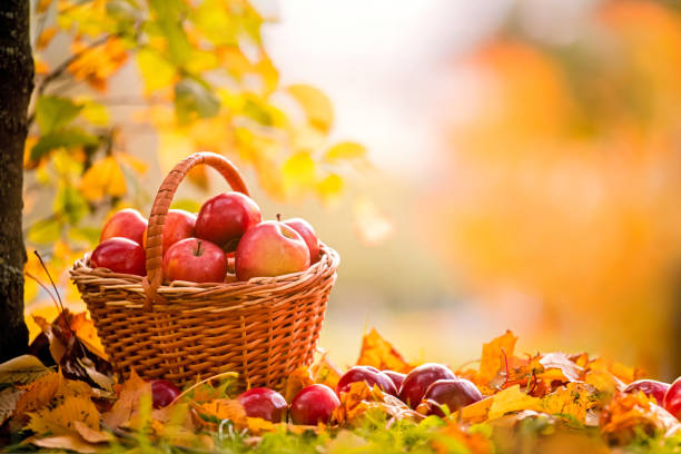 istock basket of red apples stands under tree among fallen yellow leaves. 1281826307