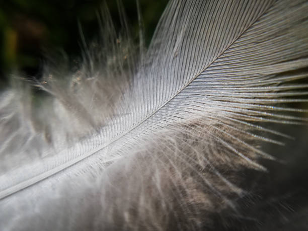 istock light fragile bird feather in close-up, macro photography 1281826691