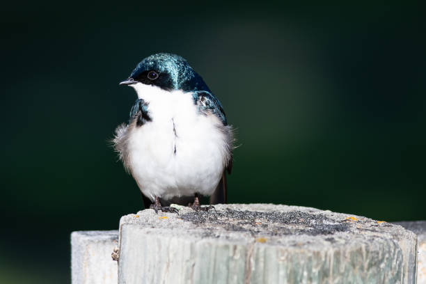 istock Tree Swallow Perched on an Old Weathered Wooden Fence Post 1281827942