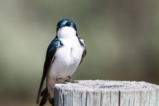 istock Spunky Little Tree Swallow Perched atop a Weathered Wooden Post 1281827971