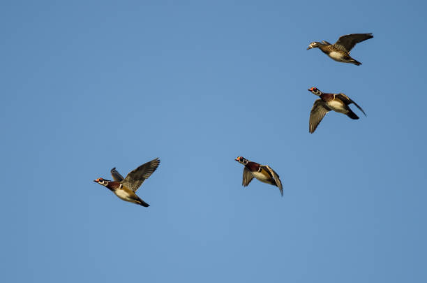 istock Flock of Wood Ducks Flying in a Blue Sky 1281828165