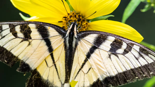 istock Eastern Tiger Swallowtail Butterfly Sipping Nectar from the Accommodating Flower 1281828205
