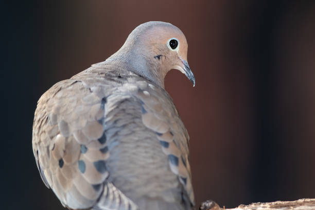 istock Close Profile of a Mourning Dove While Perched on a Branch 1281828220