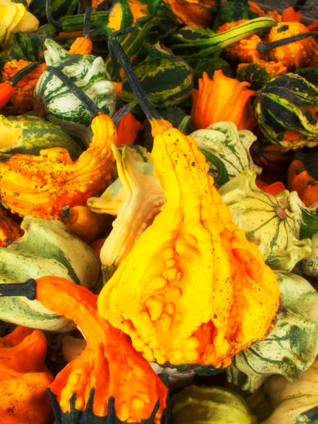closeup of various pumpkins for halloween decoration