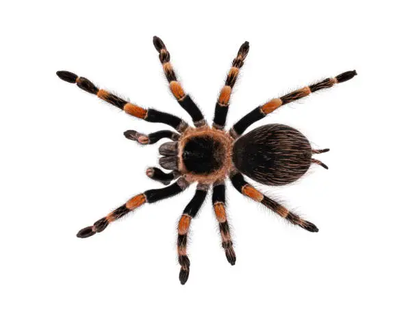 Photo of Mexican Redknee tarantula on white