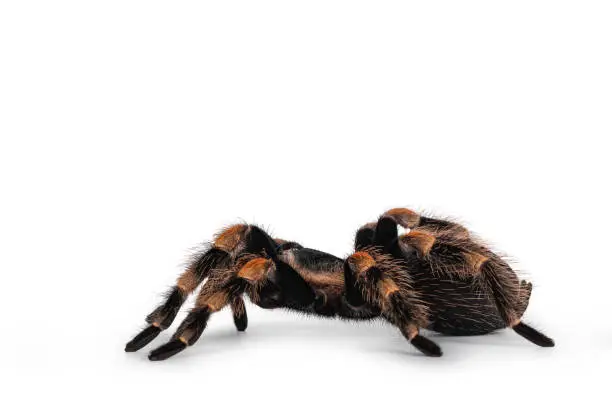 Photo of Mexican Redknee tarantula on white