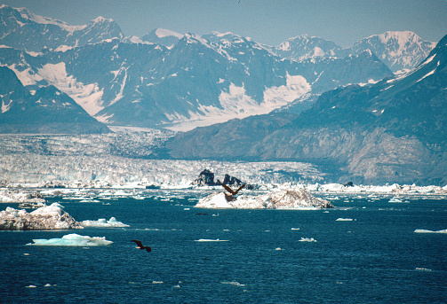 Alaska - Prince William Sound - Columbia Glacier - Ice Floes & Eagles - 1997. Scanned from Kodachrome 25 slide.
