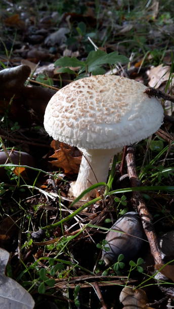 istock Mushroom in autumn 1281833317