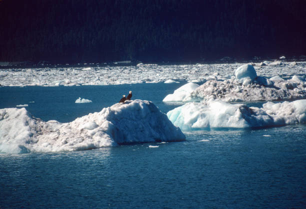 Alaska - Prince William Sound - Eagles on Ice - 1997