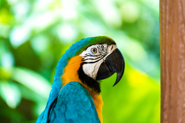 Blue yellow parrot macaw sitting on branch.