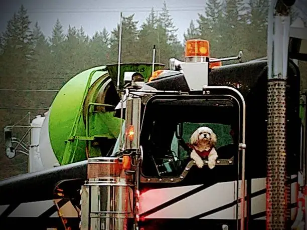 Small dog hanging out the window of a tandem dump truck