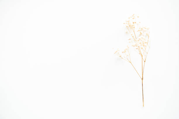 istock A sprig of a plant with white flowers on a white background. Blurred image. Light spring background. Top view. 1281834889