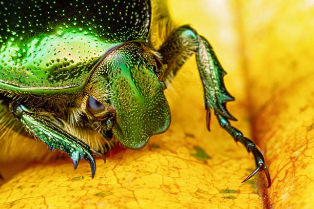 istock Green rose chafer beetle (Cetonia aurata) on yellow maple leaf close-up macro. 1281836782